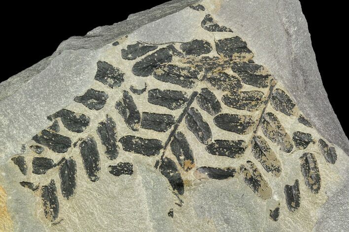 Pennsylvanian Fossil Fern (Neuropteris) - Kentucky #112681